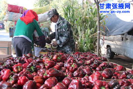 張掖市農(nóng)科院微生物有機(jī)肥試點(diǎn)與土壤改良劑研發(fā)綜述