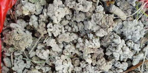 樹林底下三種好東西，撿來做花肥，隨便養啥花都旺