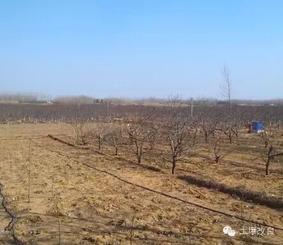 &ldquo;沙質土壤改良劑&rdquo;讓沙化土壤變耕地